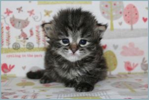 Female Siberian Kitten from Deedlebug Siberians